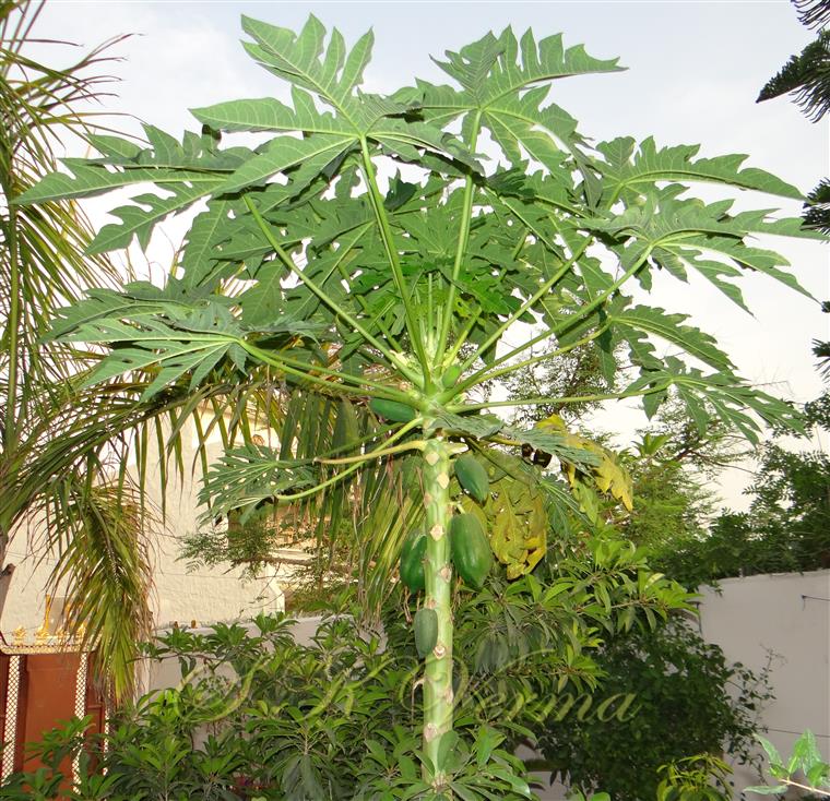  Plant